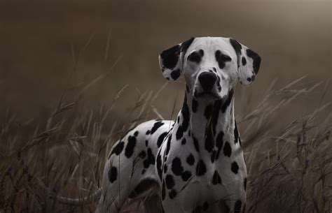 Download Muzzle Stare Dog Animal Dalmatian Hd Wallpaper By Alexandremqs