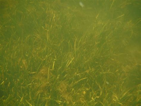 Martin County's Seagrass Restoration Efforts