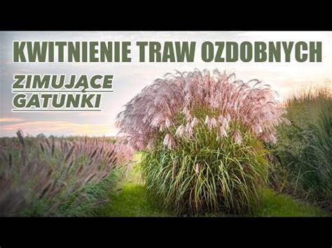 Kwitnące trawy ozdobne do ogrodu tylko wieloletnie gatunki YouTube