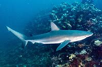 Carcharhinus Galapagensis Galapagos Shark Galapagos Cje Tif