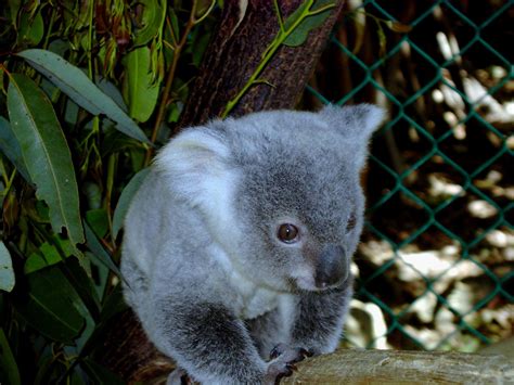Baby Koala Wallpaper (57+ images)
