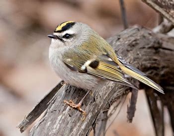 Golden-crowned Kinglet - Photo, facts, and identification tips