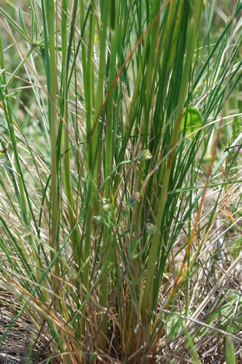 Stipa Dasyvaginata Subsp Appenninicola Pallano