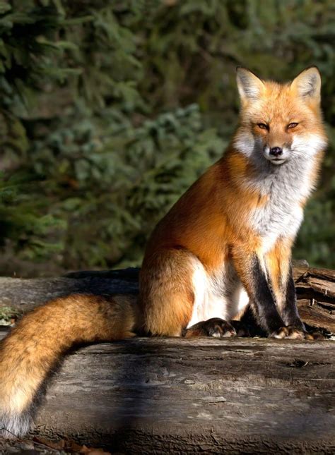 A Red Fox Sitting Down Animaux