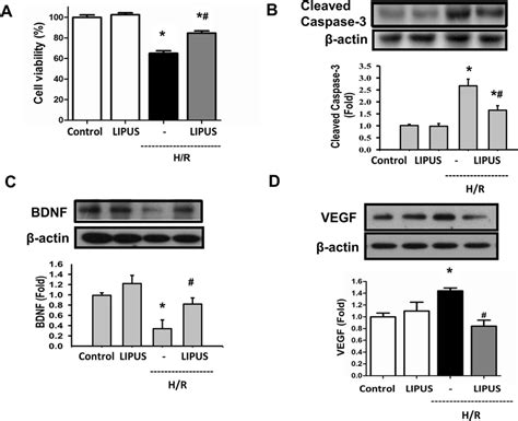 Effects Of LIPUS On Cell Viability And Protein Expressions Of BDNF And