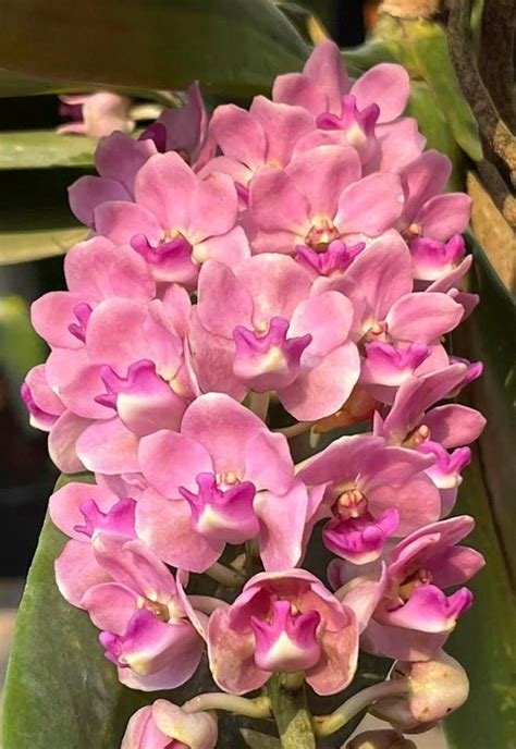 In Short Spike Rhynchostylis Gigantea Pink X Sib Pinky Etsy