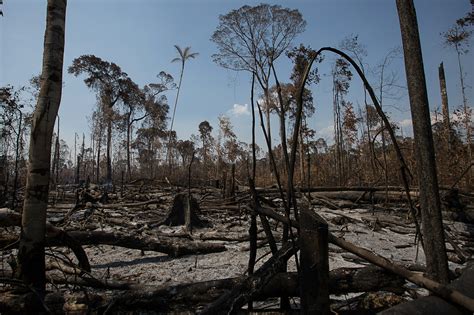 O Desmatamento da Amazônia Brasileira 13 Degradação extrema