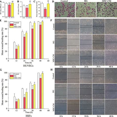 The Effects Of MSC CM On The Cell Viability Wound Healing And Cell