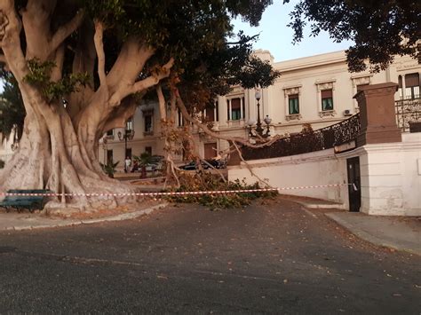 Reggio Calabria Un Altro Ramo In Pieno Centro Ha Voglia Di Passeggio