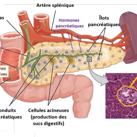 Localisation et anatomie du pancréas humain Ce schéma représente les