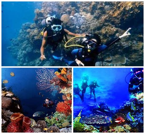 Surga Bawah Laut Spot Spot Diving Bunaken Paling Ciamik Bikin Nagih