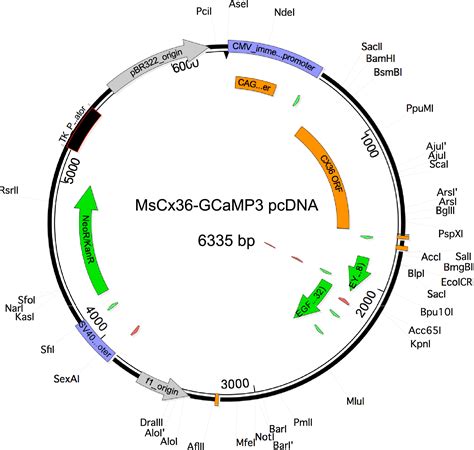 Addgene Cx Gcamp