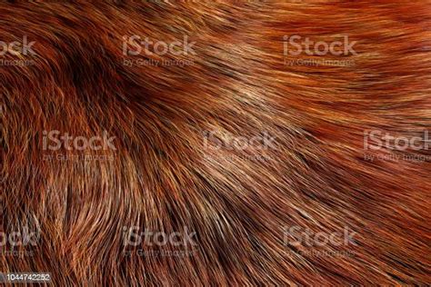 Foto De Textura De Pelo De Animal De Lobo Ou Raposa Renderização 3d E