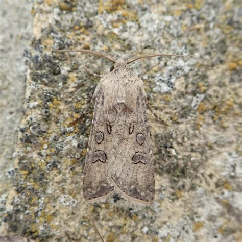 Turnip Moth Somerset Moths