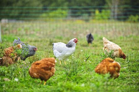 Free Range Chickens On Farm Stock Photo Image 32020652