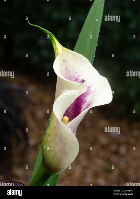 White Spathe With Purple Interior Of The Half Hardy Summer Flowering