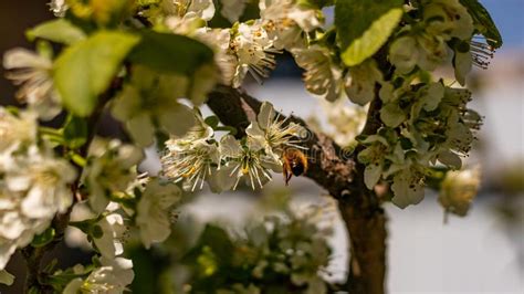 Uma Abelha Ou Uma Vespa Voam Perto De Uma Rvore Da Flor O Inseto