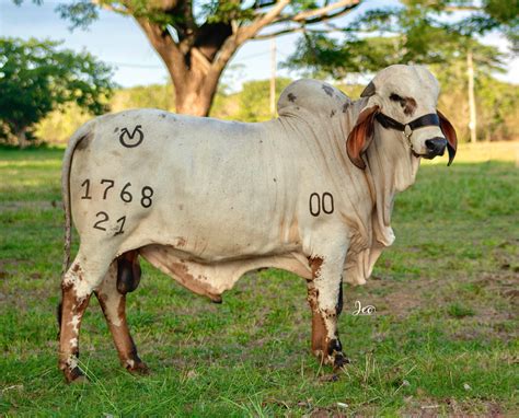 Remate Los Mejores Toros Ganader A Rio Grande Subastas Ganaderas