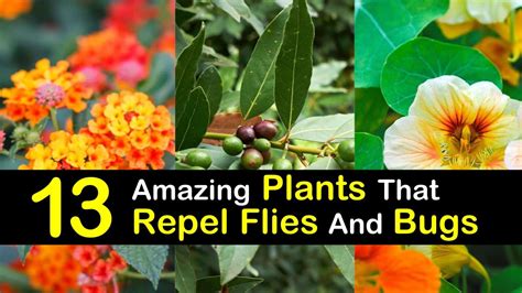 Home Remedies To Keep Bugs Away From Plants 5 Best Home Remedies To