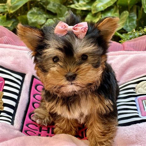 Pet lovers are reacting to the influx of Yorkie puppies for adoption 12