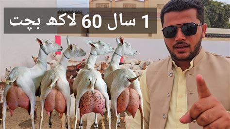 Teddy Bakriyan Teddy Goats 2024 Goat Farm Teddy Bakriyon Ke Fayde