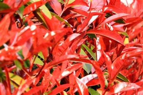 How To Plant And Grow Red Tip Photinia Gardener’s Path