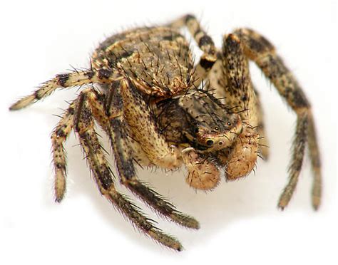 Brown Crab Spider Xysticus Bugguidenet