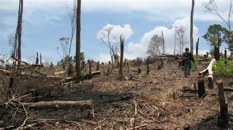 Miris Bukit Kekenturan Di Kawasan Hutan Lindung Mulai Gundul