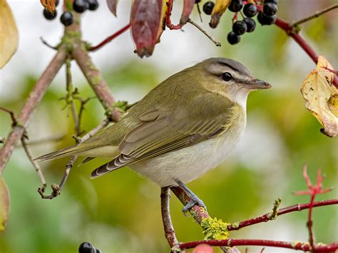 Red-eyed Vireo by Brian Martin - BirdGuides