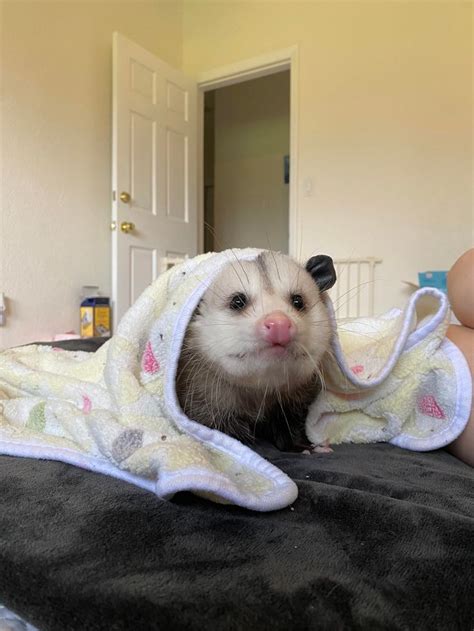 Possum Every Hour Please See Pinned Tweet On Twitter Possum Funny