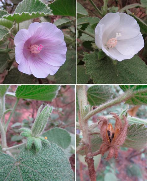 Hibiscus Campanulatus A Flowering Plant In Situ Showing An Axillary Download Scientific