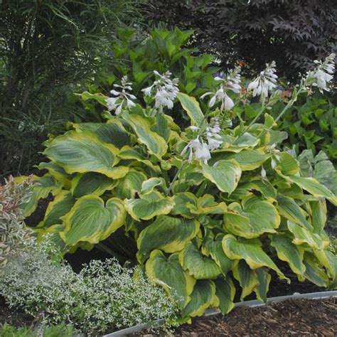 Hosta Shadowland Seducer Buy Hostas Perennials Online Hostas