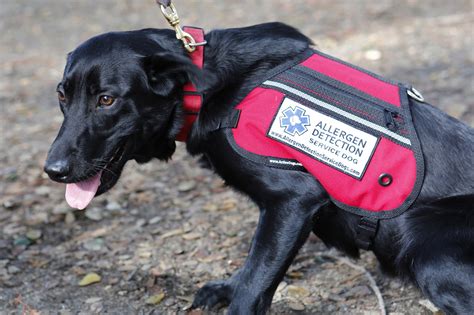 The world’s first airborne nut allergy detection dog – Its A Dogs Life