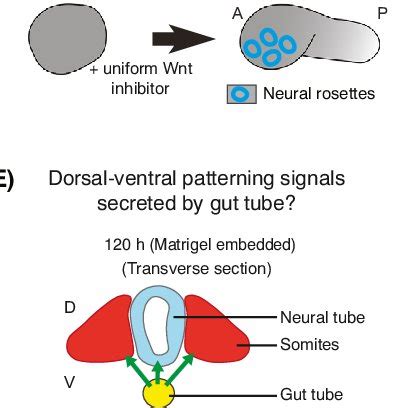 Body axis formation in mouse embryos. (A) Anterior-posterior ...