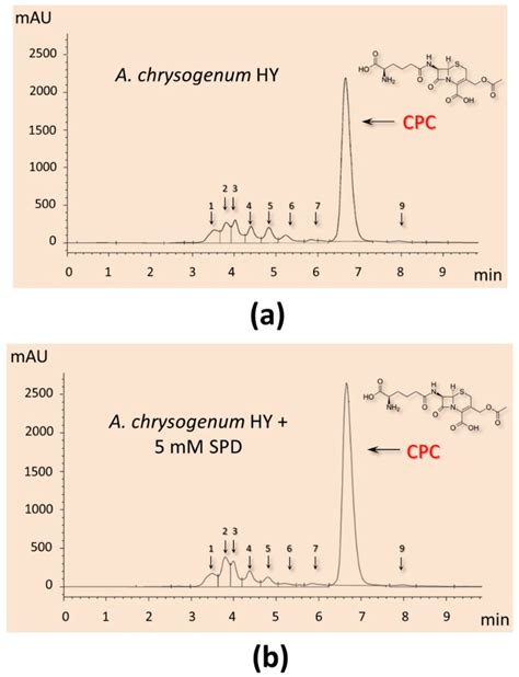 Molecules Free Full Text Polyamines Upregulate Cephalosporin C