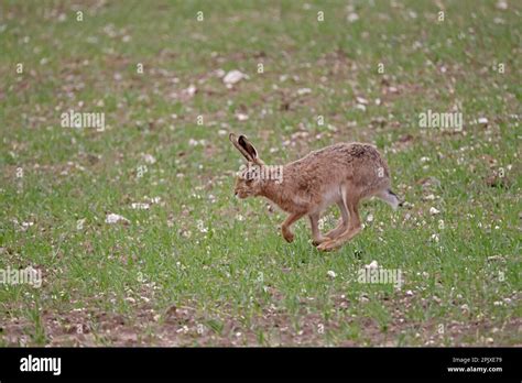 Brown Hare Running In Norfolk Uk Stock Photo Alamy