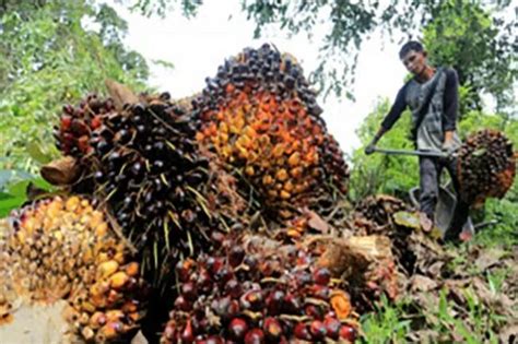 Harga TBS Kelapa Sawit Di Aceh Terus Naik Info Sawit