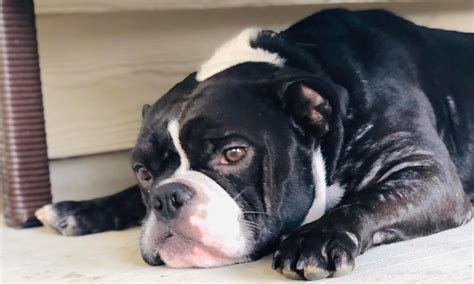 Jax - Austin Bulldog Rescue