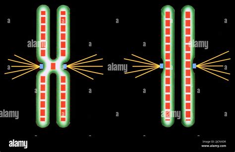 Illustration Of Chromosomes In Metaphase Left And Anaphase Right Of