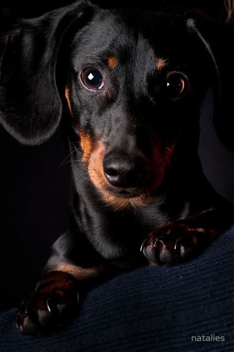 Little Black Wiener Doglook At The Wisdom In Those Eyes Absolute