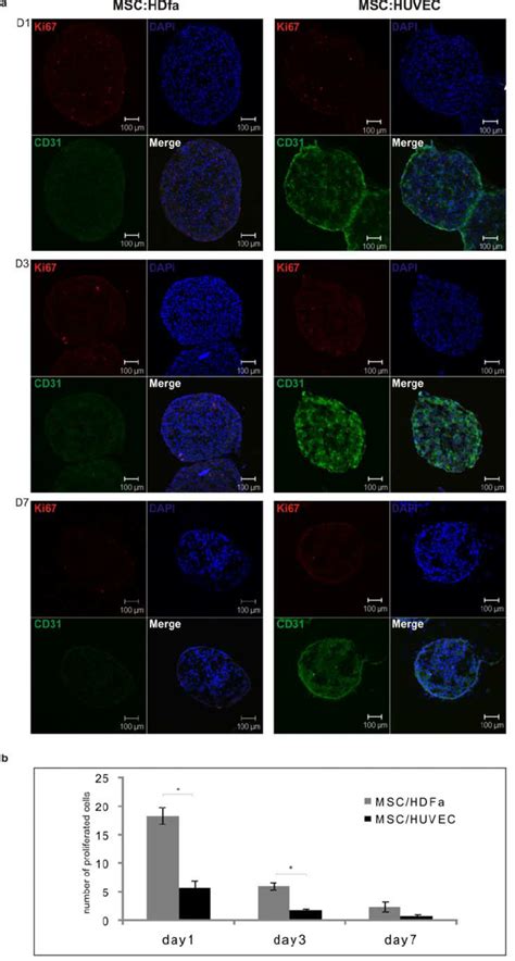 Immuno Fl Uorescent Localisation Of Ki67 In 3D Co Cultures Of MSC HUVEC