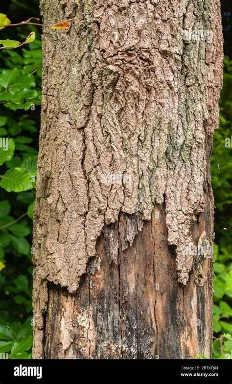 Liquidambar Styraciflua Bark