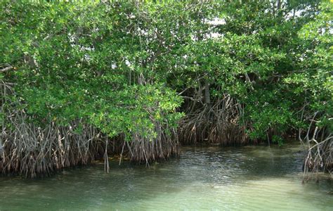 Reserva De La Biosfera Pantanos De Centla En México