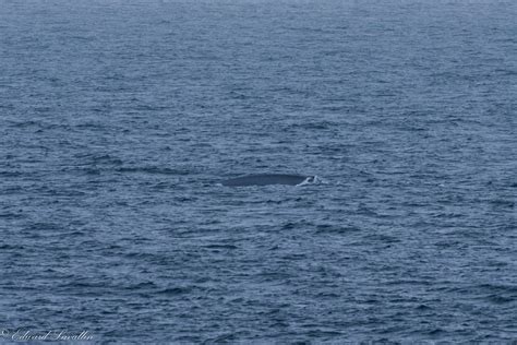 Calling all Marine Mammal Biologists! Do you think this is a Blue Whale