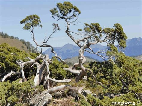 Juniperus squamata - Description | CG Encyclopedia