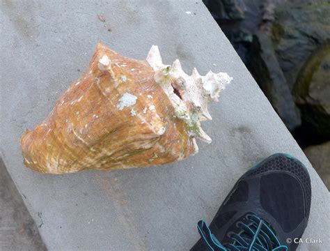 Queen Conch From Road Town Tortola British Virgin Islands On December