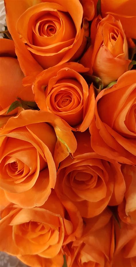 Orange Rose Flowers Wallpaper Hd Best Flower Site