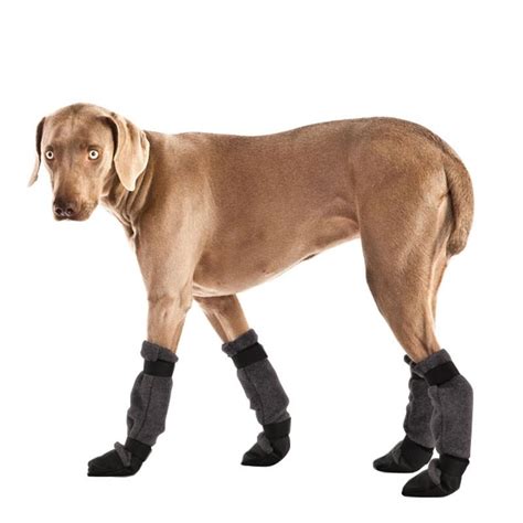 Weimaraner Dog Booties that Stay on Provide Traction and Protection ...