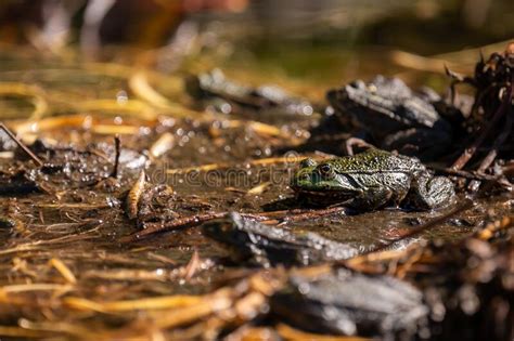 One Pool Frog Is Swimming In The Vegetation Area Pelophylax Lessonae