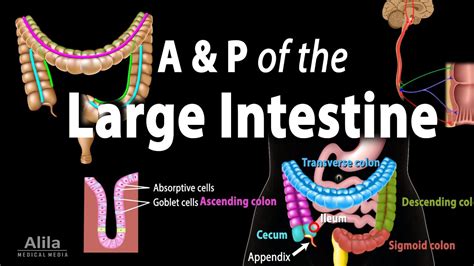 Anatomy And Physiology Of The Large Intestine Animation Youtube